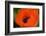 Orange Poppy-Savanah Stewart-Framed Photographic Print