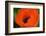 Orange Poppy-Savanah Stewart-Framed Photographic Print