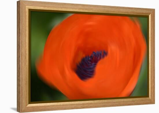 Orange Poppy-Savanah Stewart-Framed Premier Image Canvas