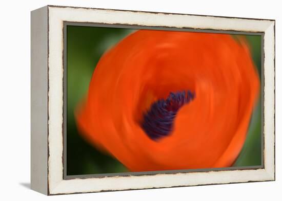 Orange Poppy-Savanah Stewart-Framed Premier Image Canvas