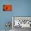 Orange Poppy-Savanah Stewart-Framed Premier Image Canvas displayed on a wall