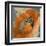 Orange Poppy-Lanie Loreth-Framed Art Print