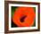 Orange Poppy-Savanah Plank-Framed Photo