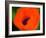 Orange Poppy-Savanah Plank-Framed Photo