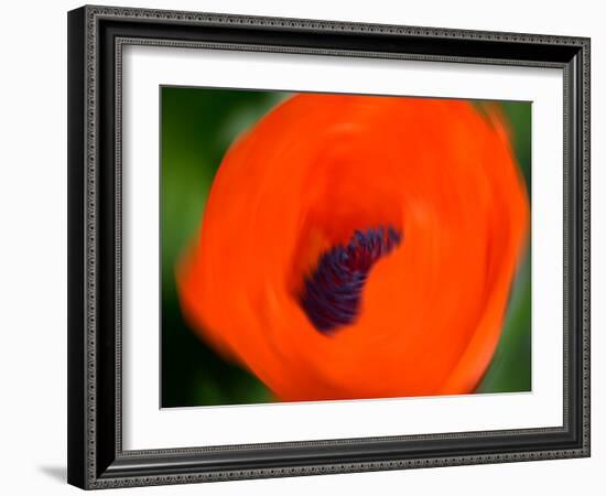 Orange Poppy-Savanah Plank-Framed Photo