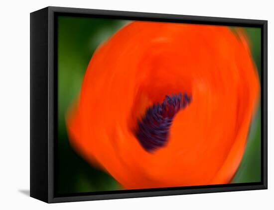 Orange Poppy-Savanah Plank-Framed Stretched Canvas