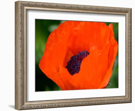 Orange Poppy-Savanah Plank-Framed Photo