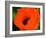 Orange Poppy-Savanah Plank-Framed Photo