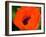 Orange Poppy-Savanah Plank-Framed Photo