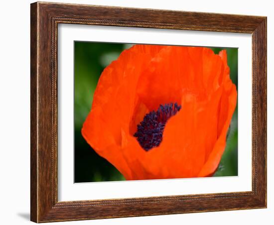 Orange Poppy-Savanah Plank-Framed Photo