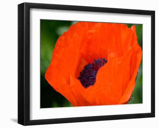 Orange Poppy-Savanah Plank-Framed Photo