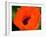 Orange Poppy-Savanah Plank-Framed Photo