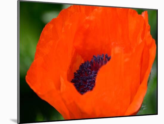 Orange Poppy-Savanah Plank-Mounted Photo