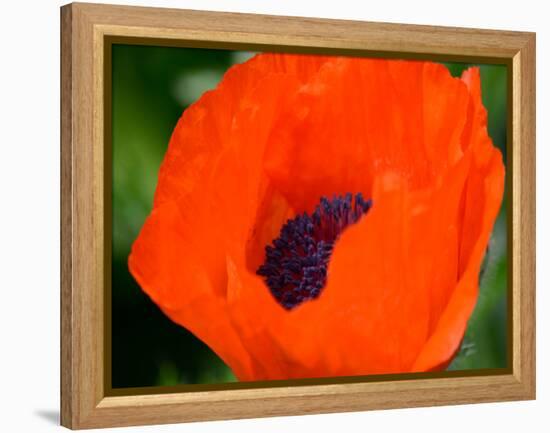 Orange Poppy-Savanah Plank-Framed Stretched Canvas