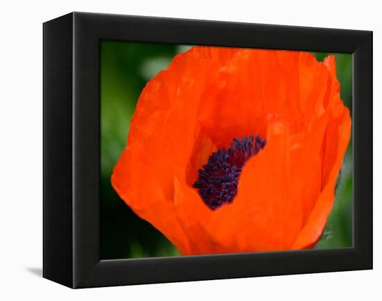 Orange Poppy-Savanah Plank-Framed Stretched Canvas