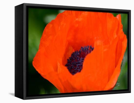 Orange Poppy-Savanah Plank-Framed Stretched Canvas