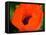 Orange Poppy-Savanah Plank-Framed Stretched Canvas