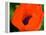 Orange Poppy-Savanah Plank-Framed Stretched Canvas