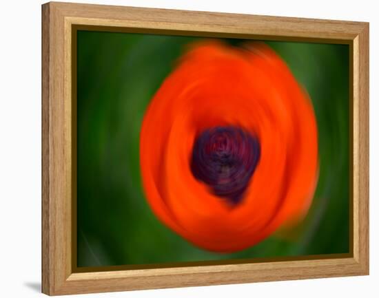 Orange Poppy-Savanah Plank-Framed Stretched Canvas