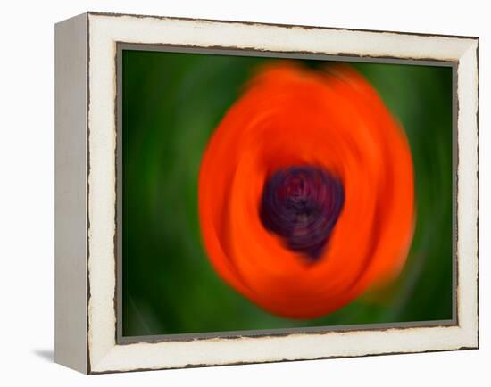 Orange Poppy-Savanah Plank-Framed Stretched Canvas