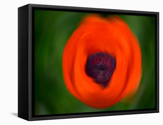 Orange Poppy-Savanah Plank-Framed Stretched Canvas