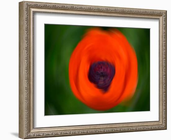 Orange Poppy-Savanah Plank-Framed Photo