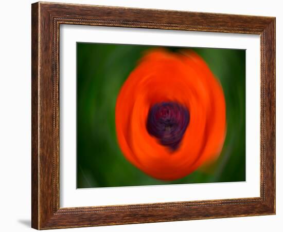 Orange Poppy-Savanah Plank-Framed Photo