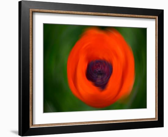 Orange Poppy-Savanah Plank-Framed Photo