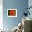 Orange Poppy-Savanah Plank-Framed Photo displayed on a wall