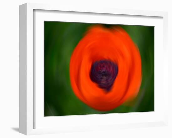 Orange Poppy-Savanah Plank-Framed Photo