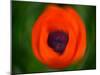 Orange Poppy-Savanah Plank-Mounted Photo