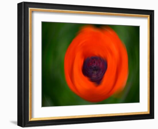 Orange Poppy-Savanah Plank-Framed Photo