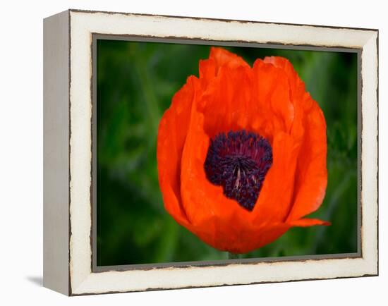 Orange Poppy-Savanah Plank-Framed Stretched Canvas