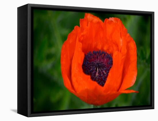 Orange Poppy-Savanah Plank-Framed Stretched Canvas