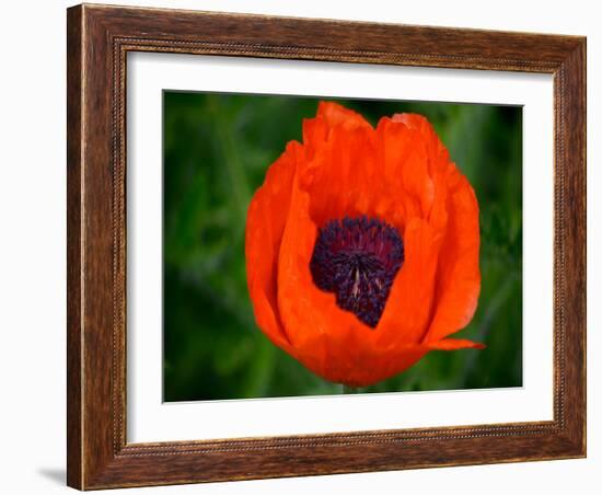 Orange Poppy-Savanah Plank-Framed Photo