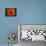 Orange Poppy-Savanah Plank-Mounted Photo displayed on a wall