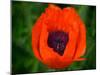 Orange Poppy-Savanah Plank-Mounted Photo