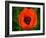 Orange Poppy-Savanah Plank-Framed Photo