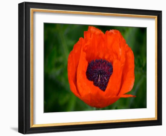 Orange Poppy-Savanah Plank-Framed Photo