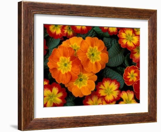 Orange Primroses Pattern, Washington, USA-null-Framed Photographic Print