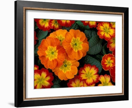 Orange Primroses Pattern, Washington, USA-null-Framed Photographic Print