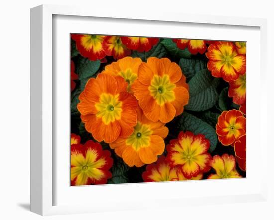 Orange Primroses Pattern, Washington, USA-null-Framed Photographic Print