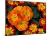 Orange Primroses Pattern, Washington, USA-null-Mounted Photographic Print