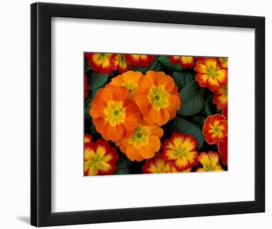 Orange Primroses Pattern, Washington, USA-null-Framed Photographic Print