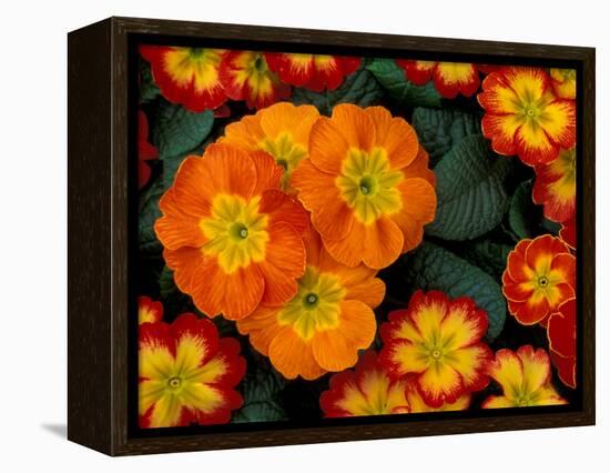 Orange Primroses Pattern, Washington, USA-null-Framed Premier Image Canvas
