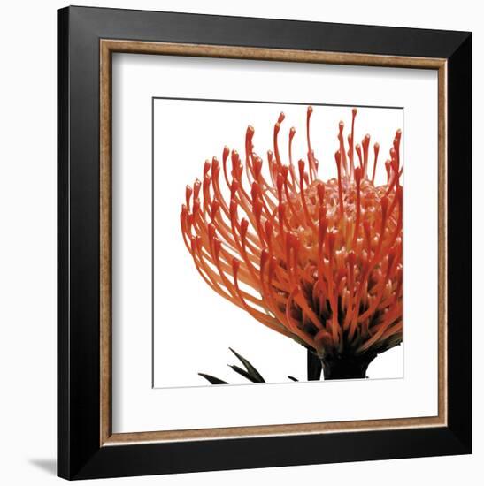 Orange Protea 1 (detail)-Jenny Kraft-Framed Art Print