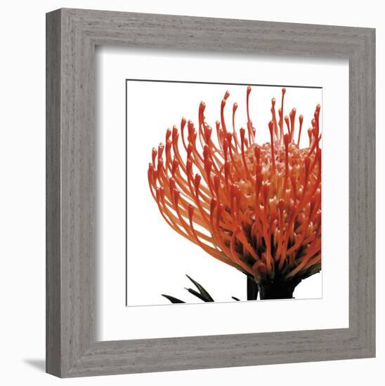 Orange Protea 1 (detail)-Jenny Kraft-Framed Art Print