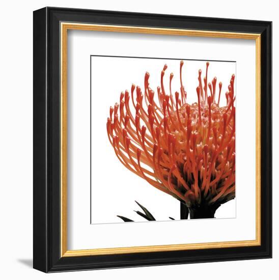 Orange Protea 1 (detail)-Jenny Kraft-Framed Art Print
