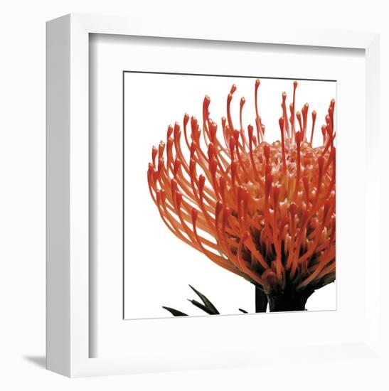 Orange Protea 1 (detail)-Jenny Kraft-Framed Art Print