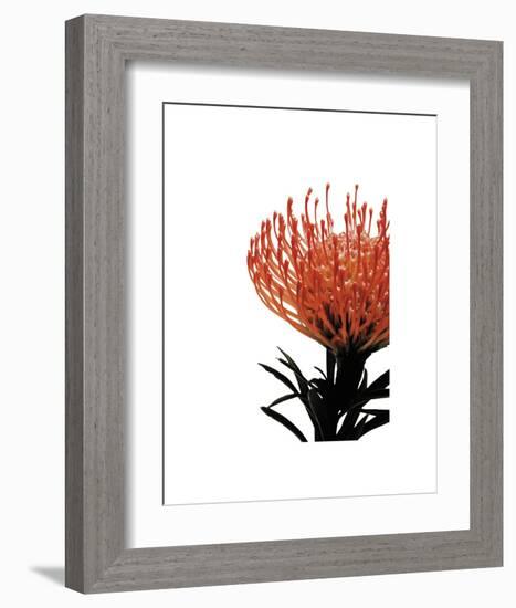 Orange Protea 1-Jenny Kraft-Framed Art Print